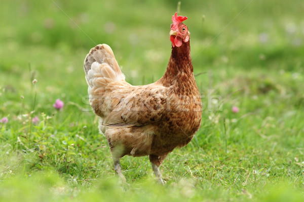 母雞 看 相機 常設 綠色 草坪 商業照片 © taviphoto