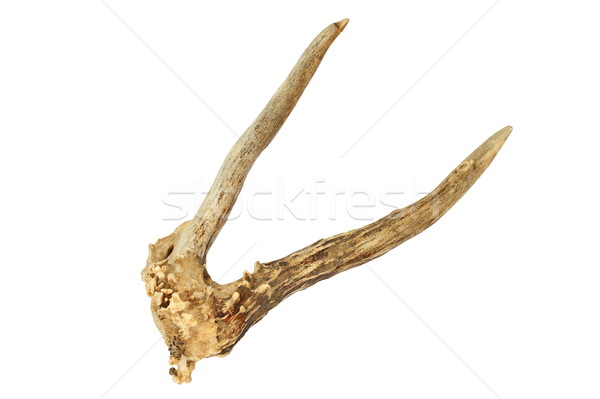 imperfect roe deer horn Stock photo © taviphoto