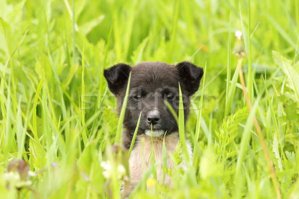 face of a black doggy Stock photo © taviphoto