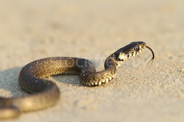 草 蛇 少年 沙 黑色 海 商業照片 © taviphoto