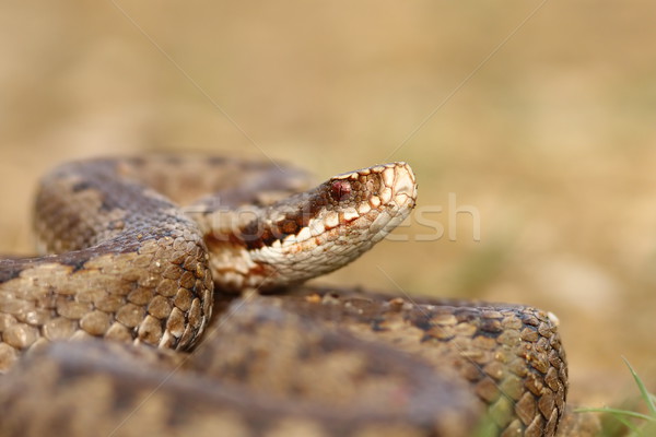 portrait of common crossed viper Stock photo © taviphoto