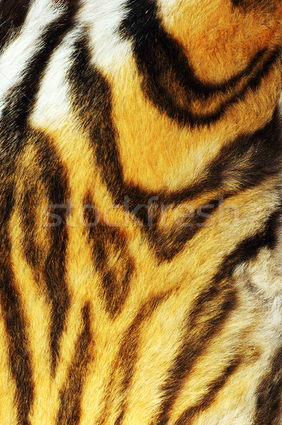 detail on stripped tiger fur Stock photo © taviphoto