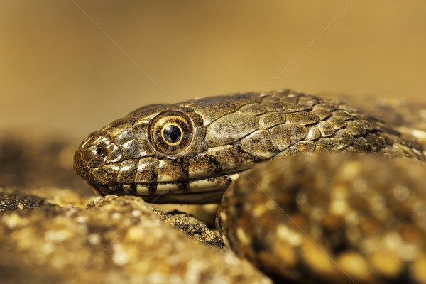 Foto stock: Juvenil · dados · serpiente · retrato · textura · naturaleza