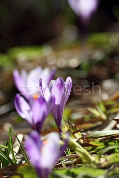 backlit crocuses Stock photo © taviphoto