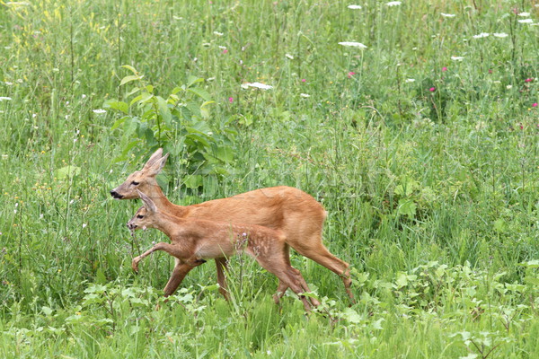 deer family walking among the grass Stock photo © taviphoto