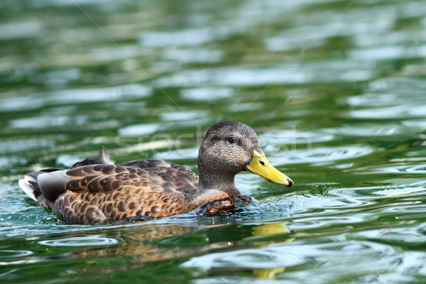 Wasseroberfläche Ente Schwimmen See Wasser Vogel Stock foto © taviphoto
