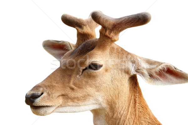 fallow deer stag isolated on white Stock photo © taviphoto