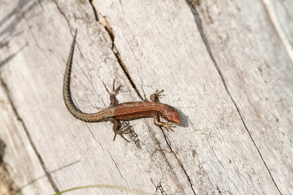 juvenile viviparous lizard Stock photo © taviphoto