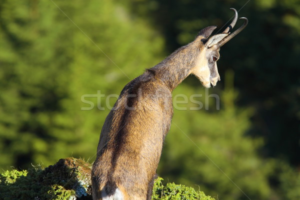 chamois looking down the abyss Stock photo © taviphoto