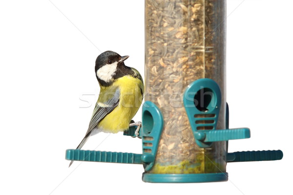 Stock photo: isolated bird on feeder
