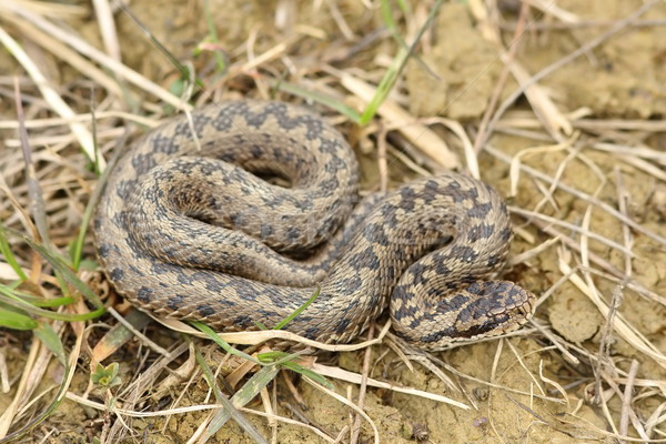 Naturales habitat pradera serpiente animales Europa Foto stock © taviphoto