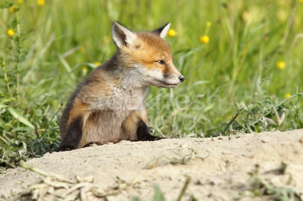 young red fox closeup Stock photo © taviphoto