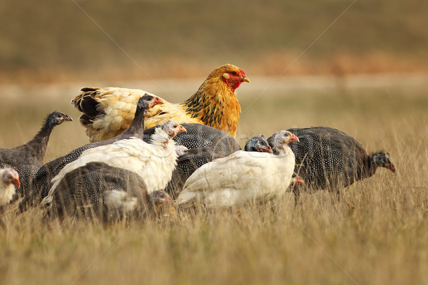 large brown hen with guinea fowls Stock photo © taviphoto