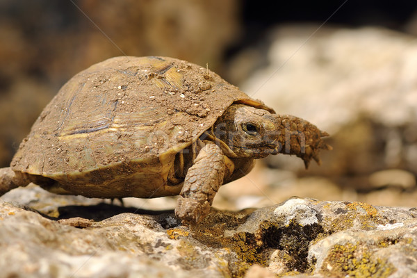 spur thighed turtoise walking in natural habitat Stock photo © taviphoto