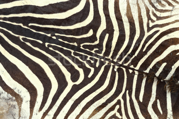 texture of zebra old pelt Stock photo © taviphoto