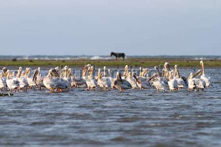 flock of pelicans standing  in shallow water Stock photo © taviphoto