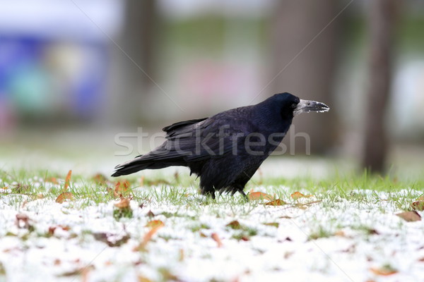 crow foraging for food in the park Stock photo © taviphoto
