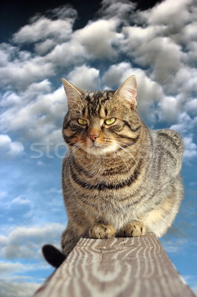 Pisica domestica gard în picioare cer nori Imagine de stoc © taviphoto