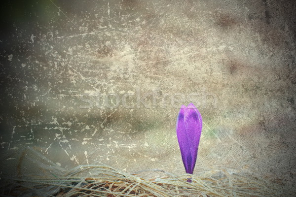 Absztrakt kilátás lila sáfrány növekvő korai Stock fotó © taviphoto