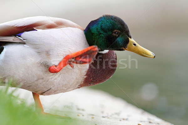 wild duck scratching its head Stock photo © taviphoto