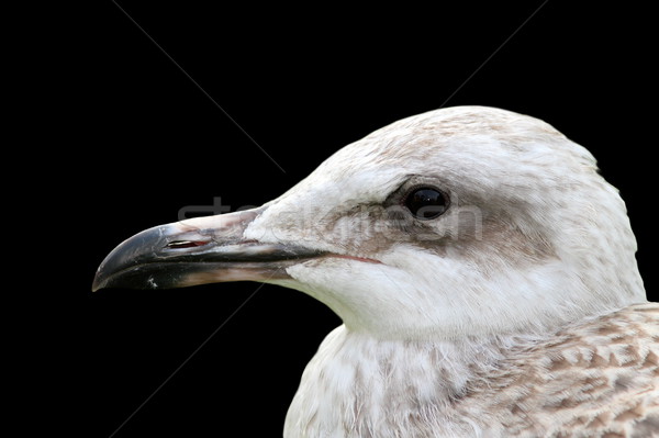juvenile gull portrait over black Stock photo © taviphoto
