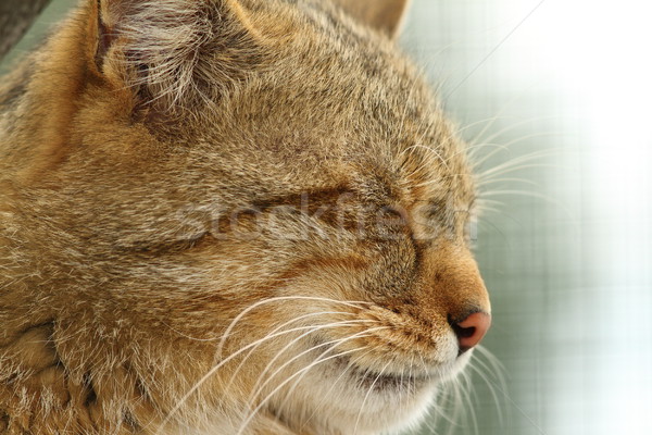 wildcat portrait side view Stock photo © taviphoto