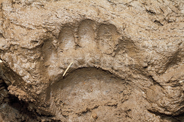 Duży europejski niedźwiedź brunatny błoto lasu Zdjęcia stock © taviphoto