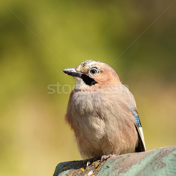 beautiful eurasian jay Stock photo © taviphoto