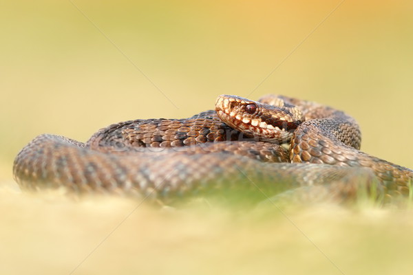 beautiful Vipera berus Stock photo © taviphoto