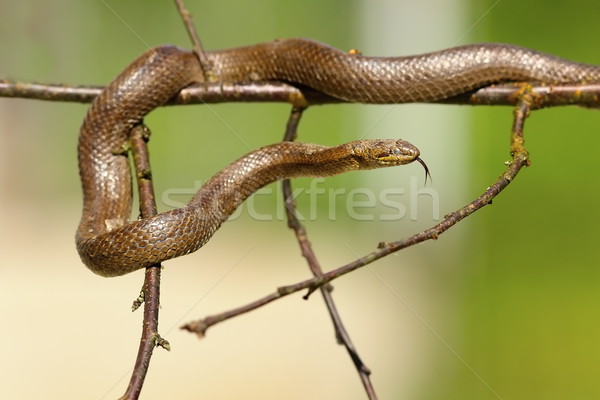 smooth snake climbing on twigs Stock photo © taviphoto