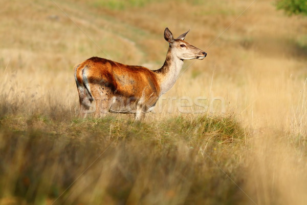 red deer doe on mountain meadow Stock photo © taviphoto