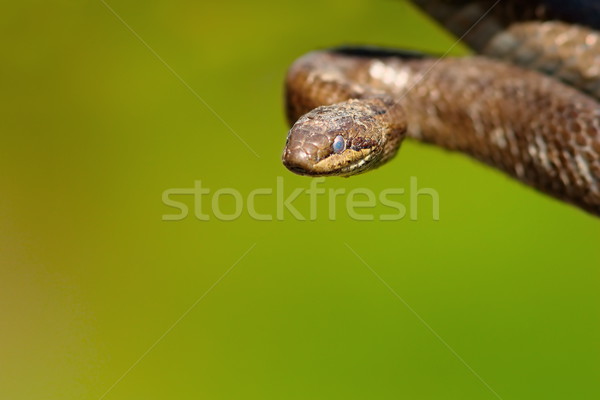 portrait of smooth snake Stock photo © taviphoto