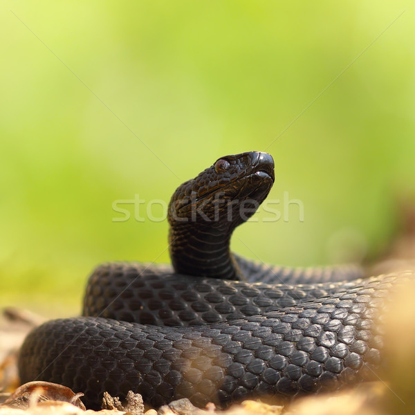 closeup of black european adder Stock photo © taviphoto