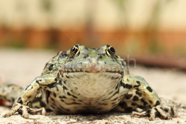 portrait of marsh frog Stock photo © taviphoto