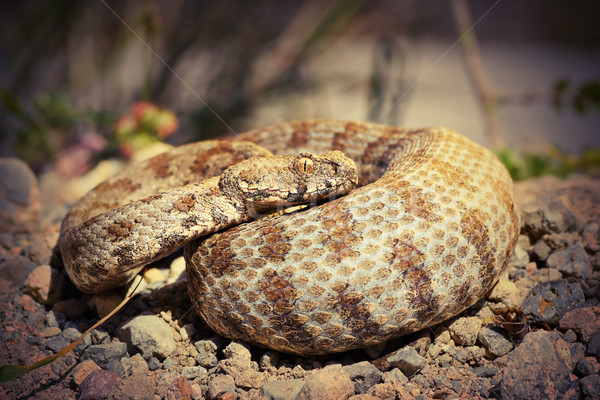 Naturales habitat europeo venenoso serpiente Foto stock © taviphoto