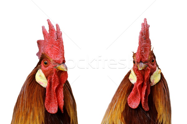 rooster portrait isolated on white background Stock photo © taviphoto