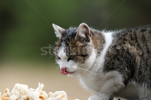 hungry cat Stock photo © taviphoto