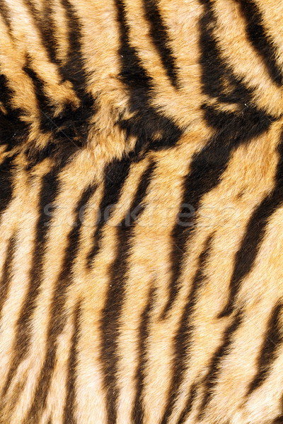 stripes on tiger back Stock photo © taviphoto