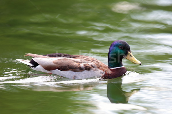 wild water bird on lake Stock photo © taviphoto