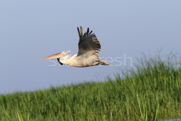 pelican in flight over reeds Stock photo © taviphoto