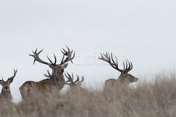 awesome red deer stags Stock photo © taviphoto