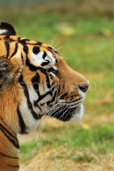 beautiful tiger head closeup Stock photo © taviphoto