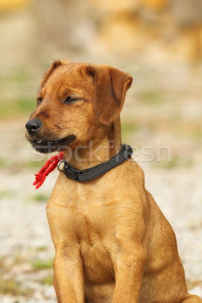 vizsla cute brown puppy Stock photo © taviphoto