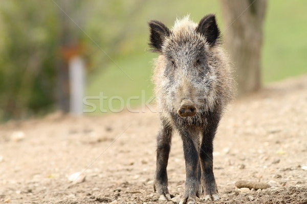 Stock fotó: Juvenilis · vad · vaddisznó · néz · kamera · fű