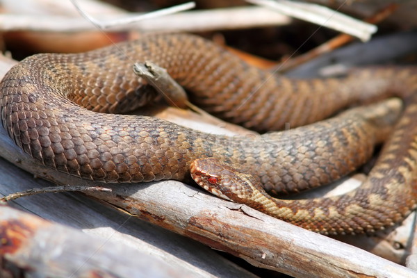 orange female common adder Stock photo © taviphoto