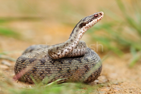 female berus viper in defensive position Stock photo © taviphoto