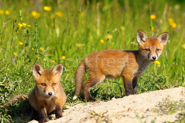 Foto d'archivio: Due · Fox · guardando · fotocamera · rosso