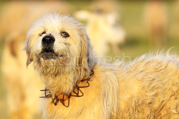 Schäferhund fluffy Bild Hintergrund Schönheit Stock foto © taviphoto