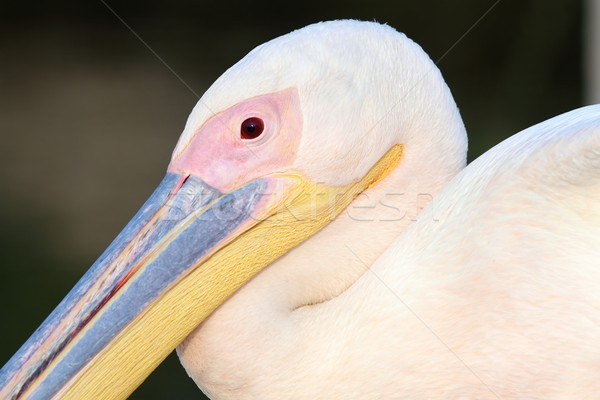 great pelican close up Stock photo © taviphoto