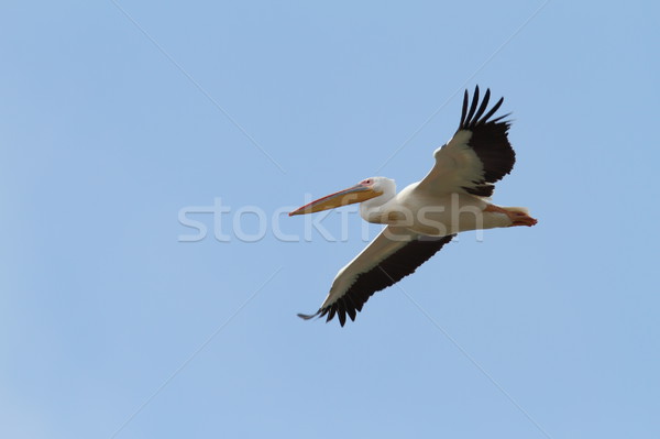 pelecanus onocrotalus in flight over blue sky Stock photo © taviphoto